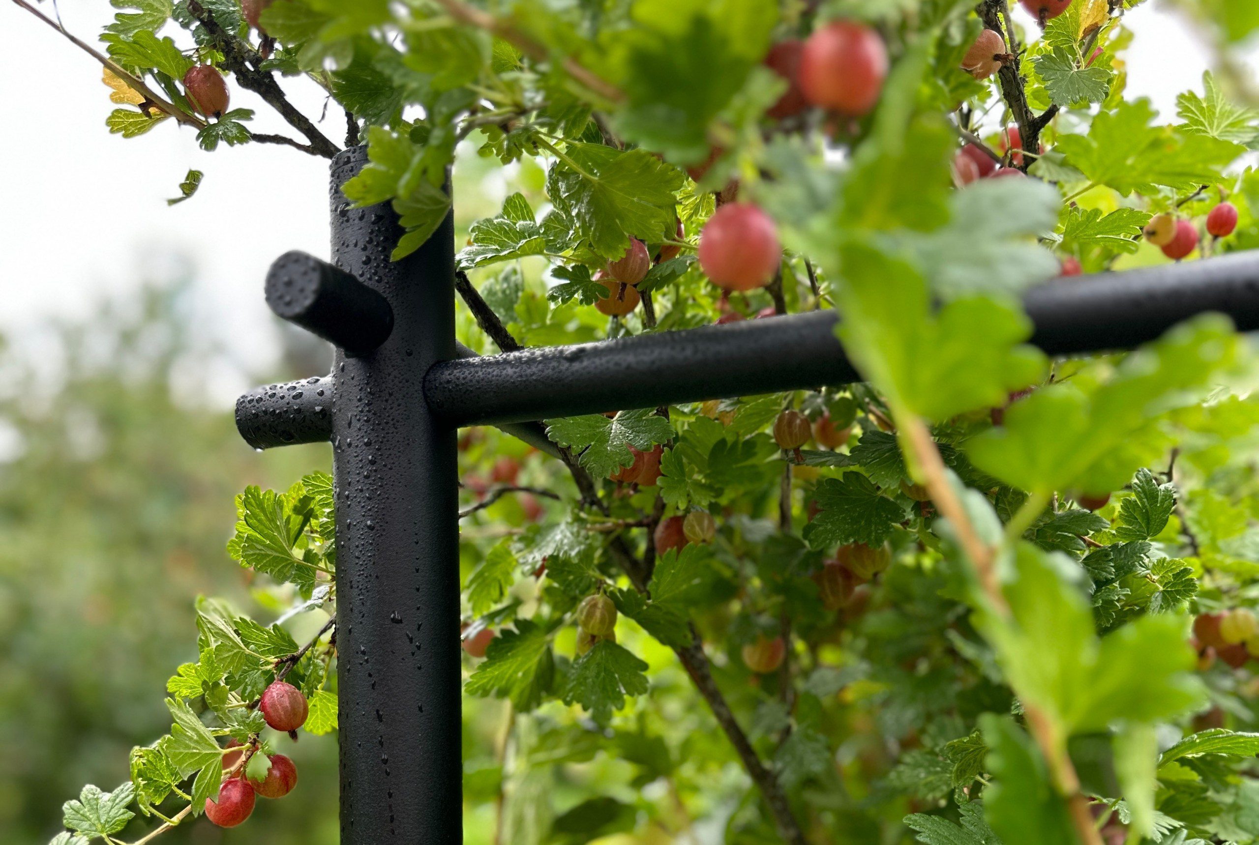 Кустодержатель для современного и красивого сада — ЭкоДеко Гард !