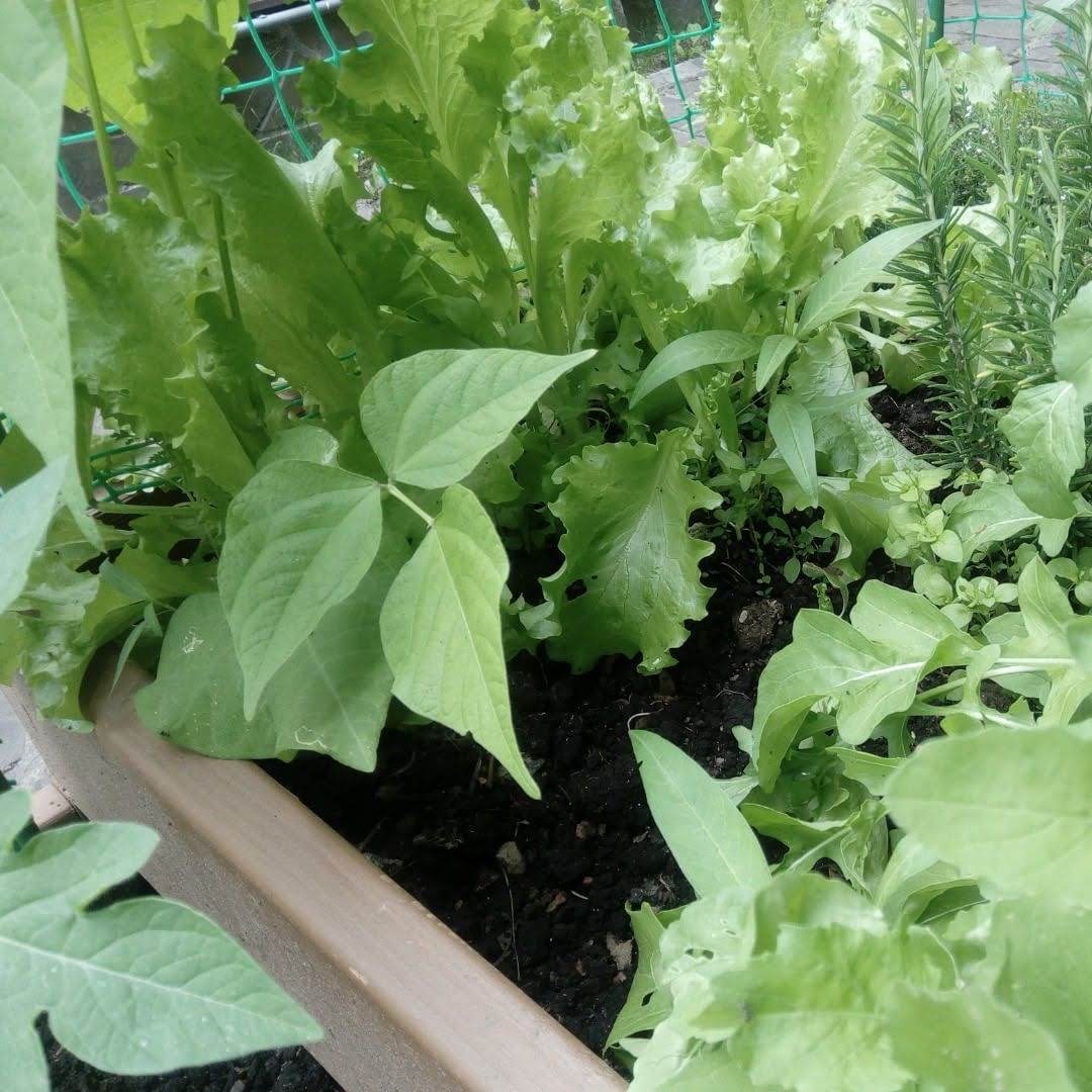 Летний рай от ЭкоДеко и Бриттон // Деревянные грядки из лиственницы и стеклянные теплицы ! 28 ЭкоДеко Премиум Гарден