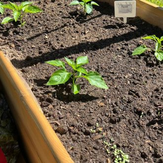 Грядки в теплицу и паркет / Раменский район // Июнь 2023 (обновление - май 2024)