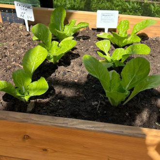 Грядки в теплицу и паркет / Раменский район // Июнь 2023 (обновление - май 2024)