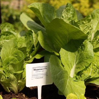 Грядки в теплицу и паркет / Раменский район // Июнь 2023 (обновление — июнь 2024)