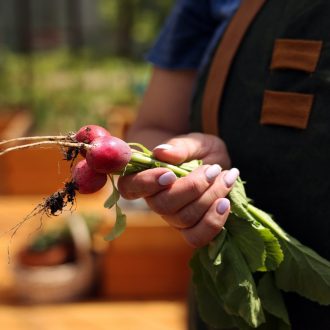 Грядки в теплицу и паркет / Раменский район // Июнь 2023 (обновление — июнь 2024)