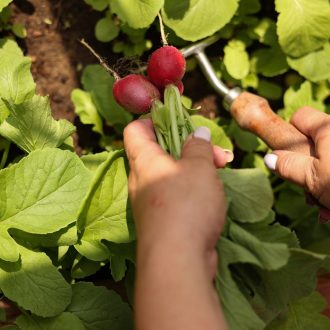 Грядки в теплицу и паркет / Раменский район // Июнь 2023 (обновление — июнь 2024)