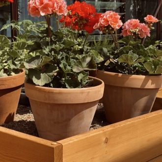 Грядки в теплицу и паркет / Раменский район // Июнь 2023 (обновление — июнь 2024)