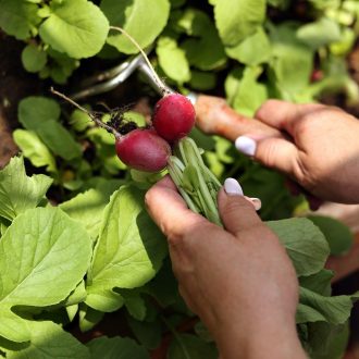 Грядки в теплицу и паркет / Раменский район // Июнь 2023 (обновление — июнь 2024)