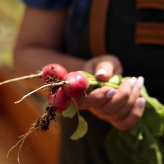 Грядки в теплицу и паркет / Раменский район // Июнь 2023 (обновление — июнь 2024)