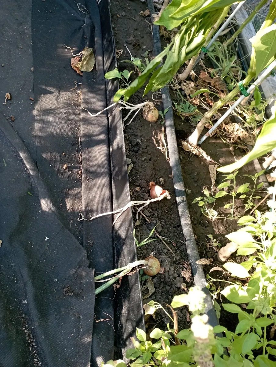 Металлический садовый бордюр Классик // Отзывы и фото покупателей ! 7 Металлический садовый бордюр Классик // Отзывы и фото покупателей !