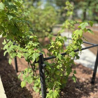 Грядки из бруса лиственницы / Чеховский район // Июнь 2025