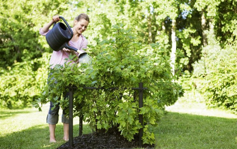 Кустодержатель ЭкоДеко Guard: Честные отзывы и история нашей надежности